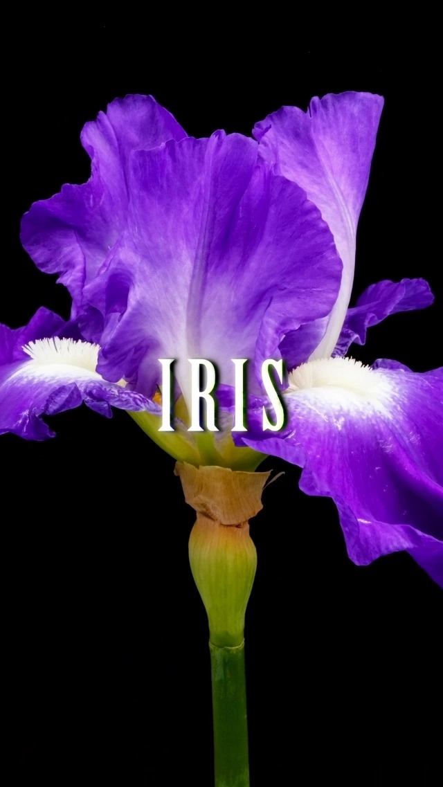 Zermatt - The Euro Boulevard Collection Extrait De Parfum - 100ml