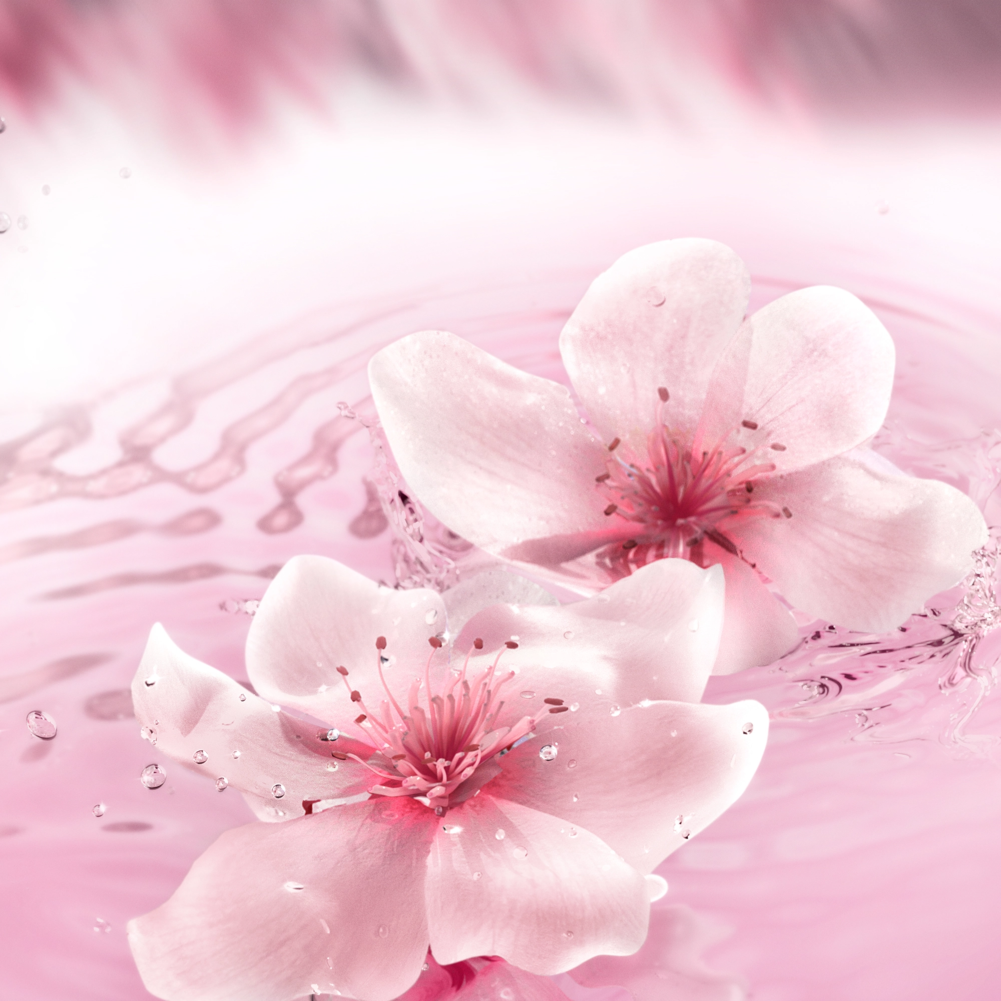 Dream Dusk Eau de Parfum 100ml