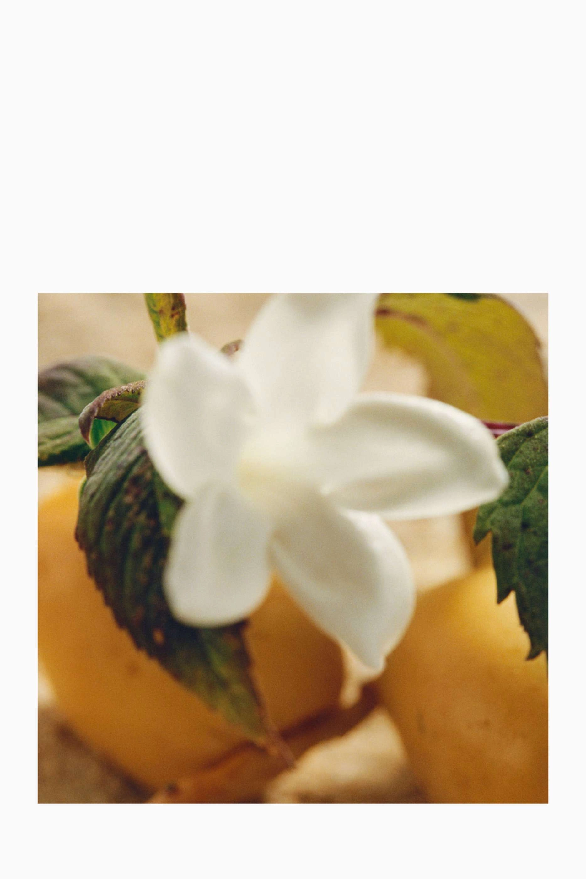 Nomade Jasmin Naturel Intense Eau de Parfum 75ml