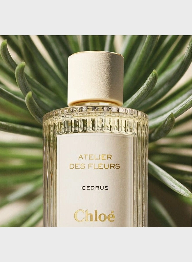 Cedrus Eau de Parfum 50 ml