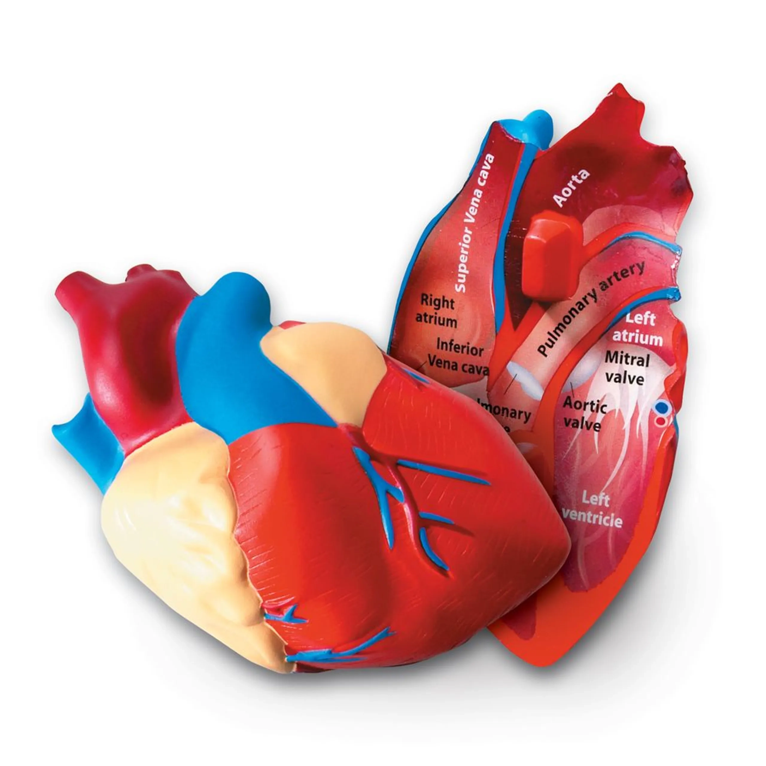 Learning Resources Cross-Section Human Heart Model Anatomy - 7 years+