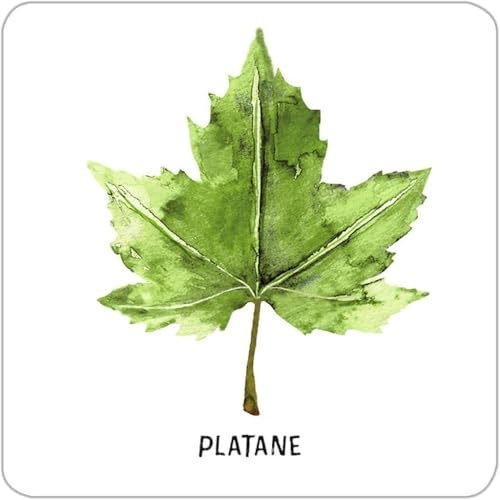 Expedition Nature - Large Trees & Shrubs Memo - 6+