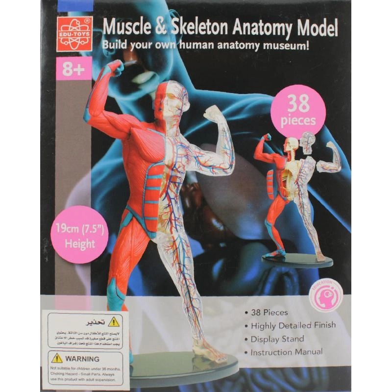 Muscle & Skeleton Anatomy Model, Science - Anatomy - 8 years+