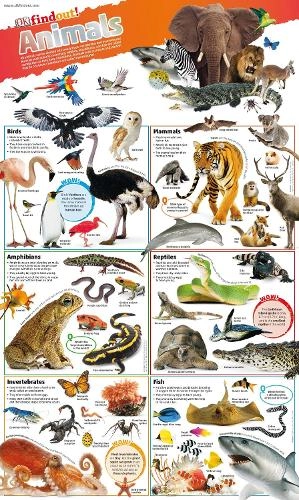 Dorling Kindersley Ltd Animals Poster - 602x1008mm or 24x40"