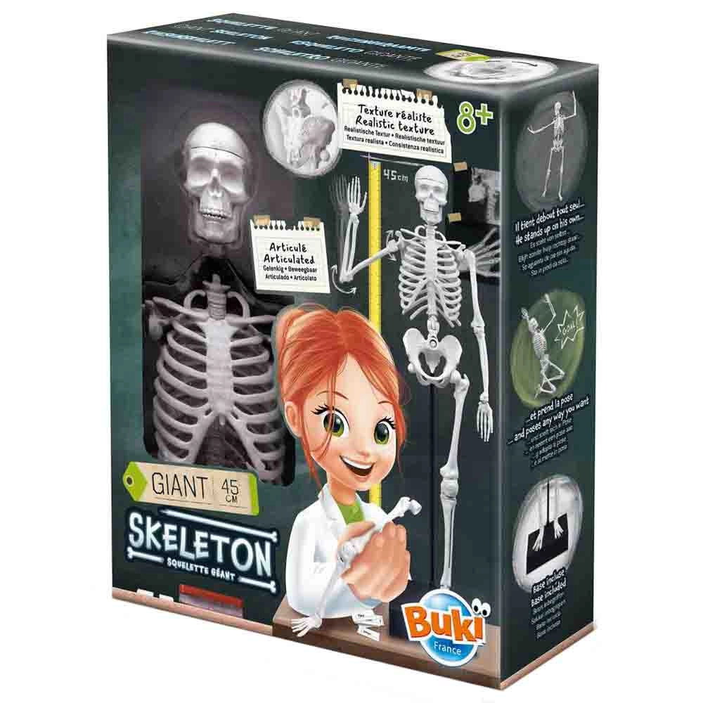 Buki France Skeleton - Anatomy - 8 to 13 years+