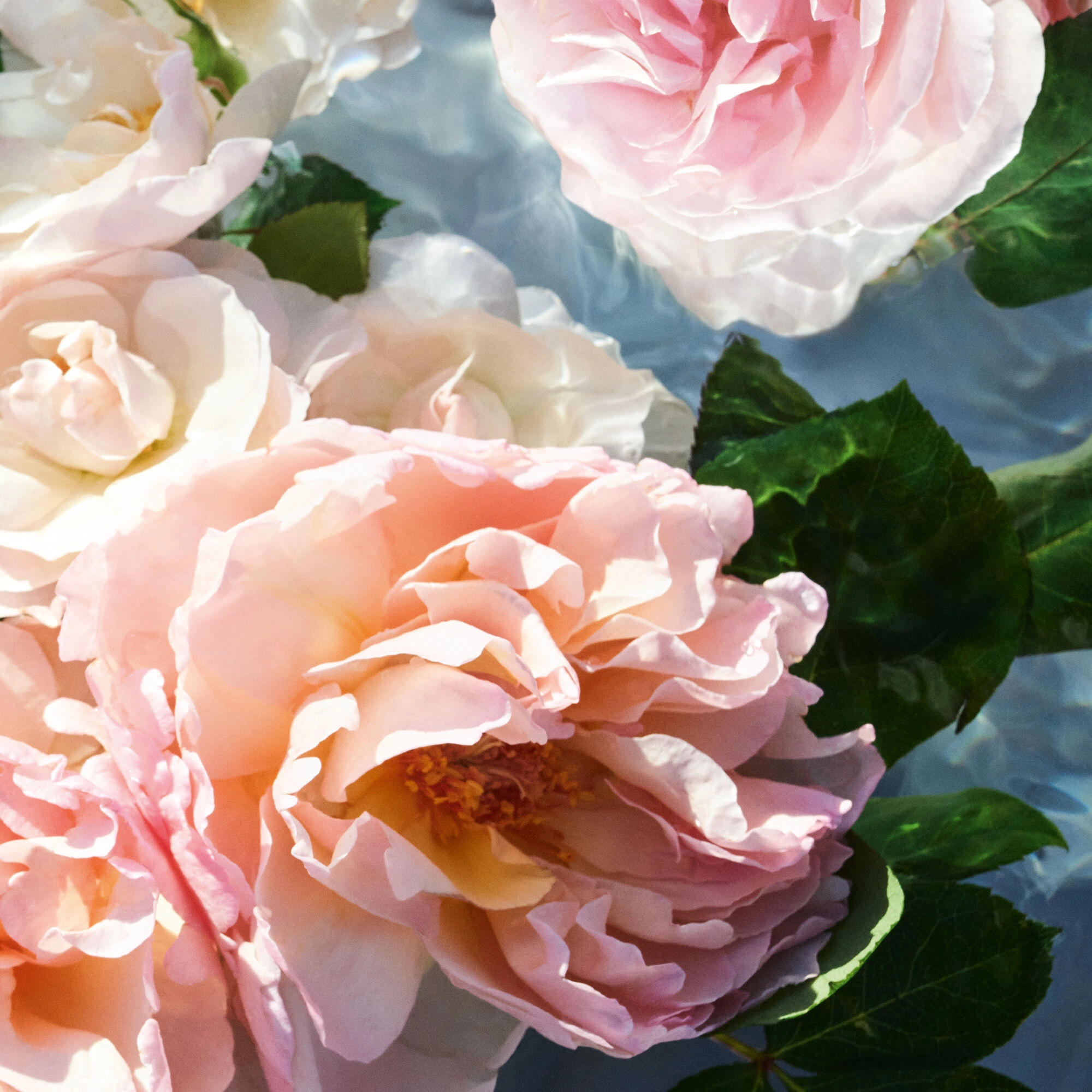 Aqua Allegoria Woody Forte Rosa Palissandro Eau de Parfum 75ml