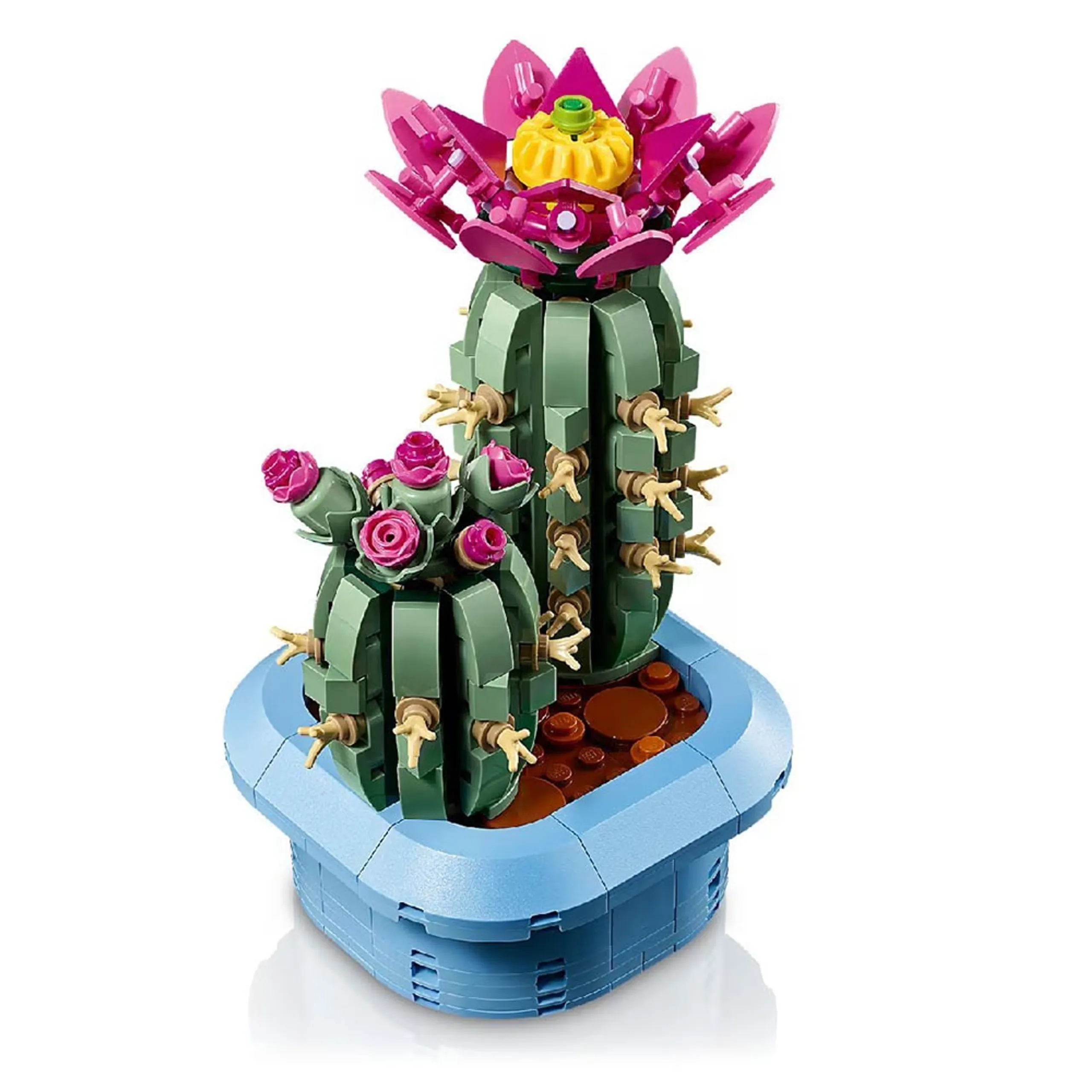 Flowering Cactus (11509)
