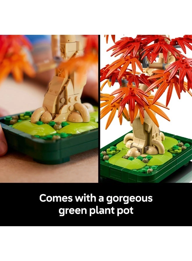 Japanese Red Maple Bonsai Tree (10348) - Botanicals