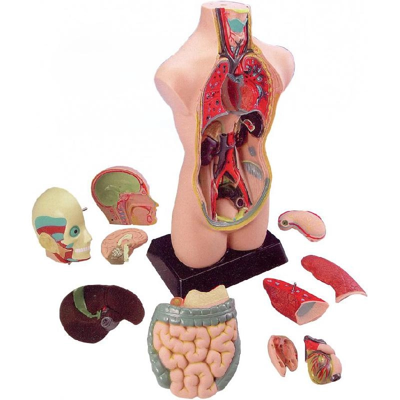 Edu-Toys Human Anatomy Model Science - All Age Group