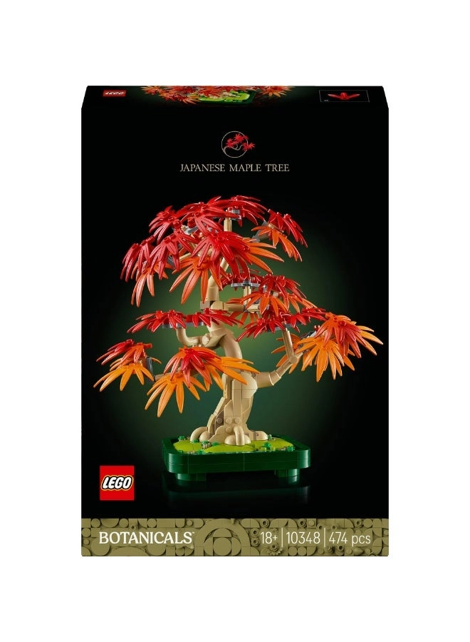Japanese Red Maple Bonsai Tree (10348) - Botanicals