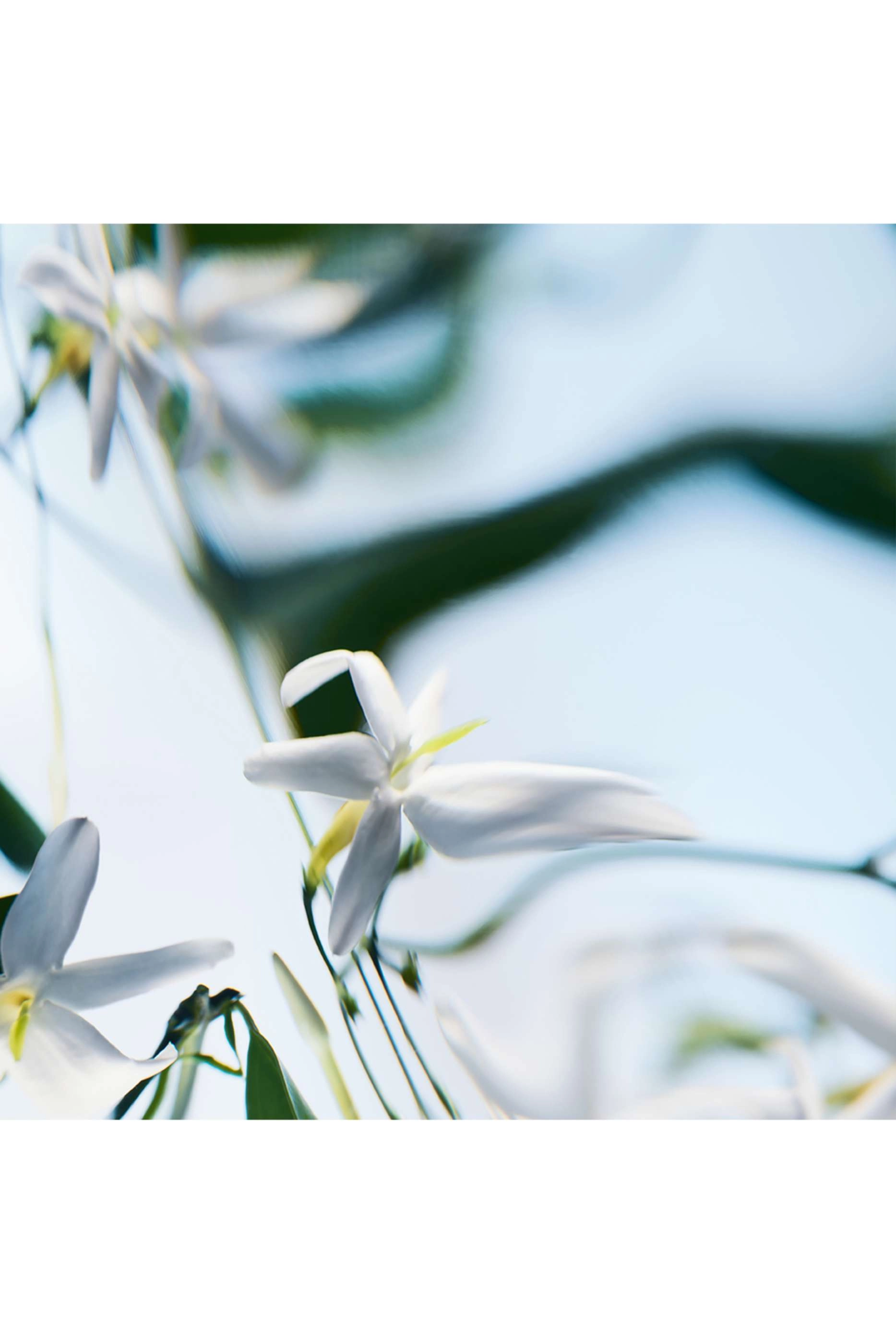 Blanche Absolu Eau de Parfum 50ml