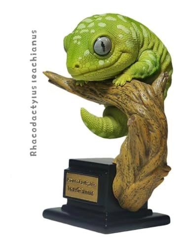 Gecko - Nephrurus Wheeleri Wheeleri (BWZ-SG)