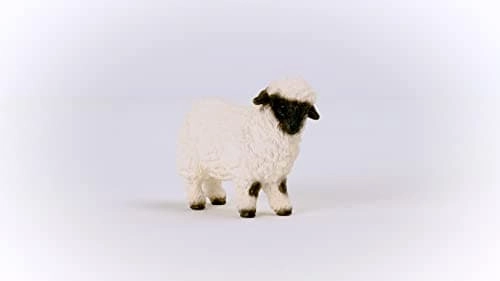 Valais Black-Nosed Sheep - 3 yr(s)
