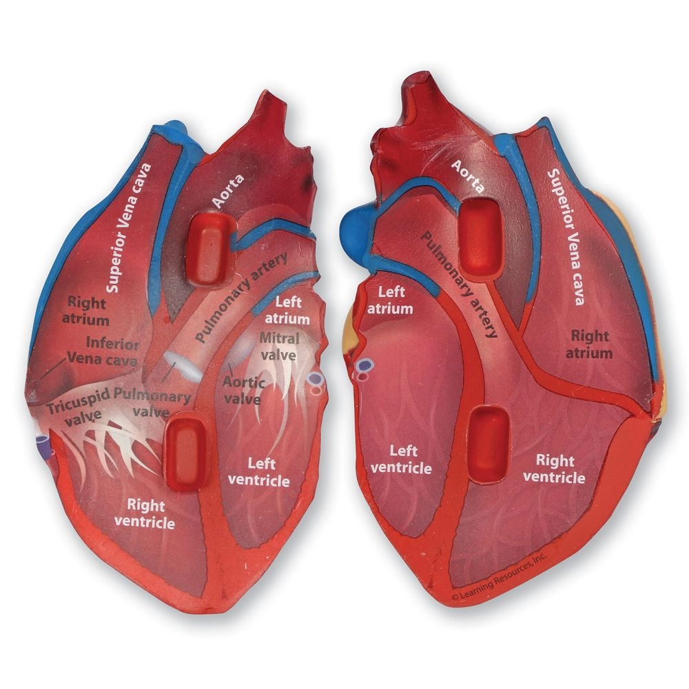 Cross-Section Human Heart Model Anatomy - 7 years+