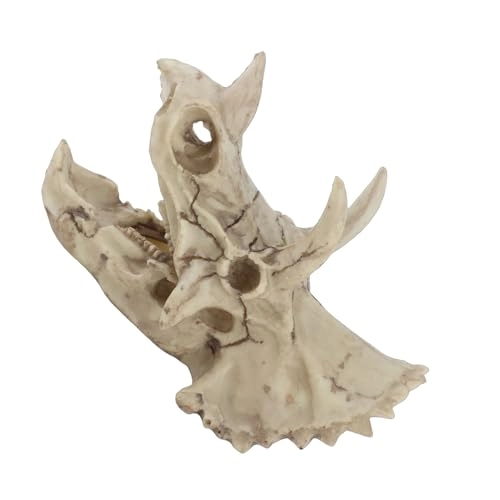 Triceratops Skull Model