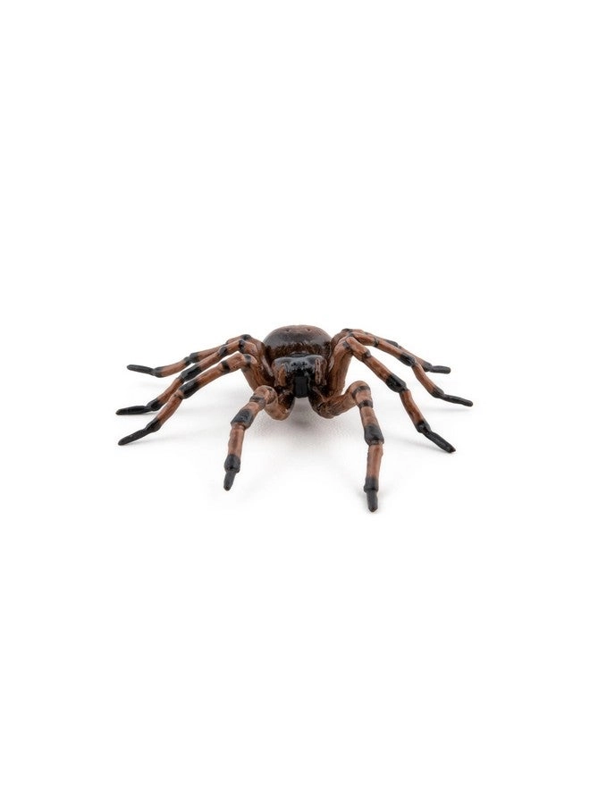 Wildlife - Common Spider (50292)