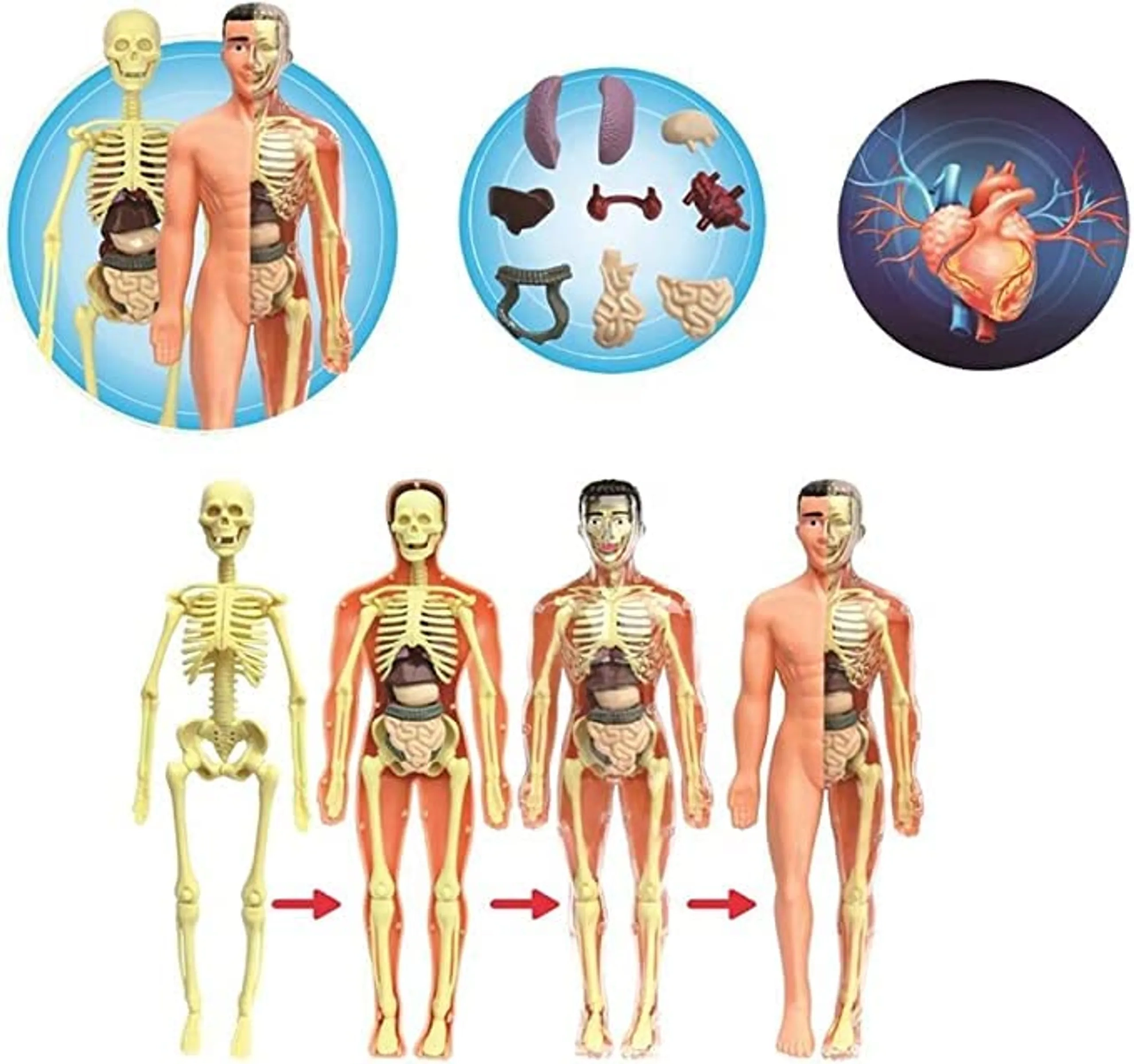 Human Body Anatomy DIY STEM Kit Science - 6 years+