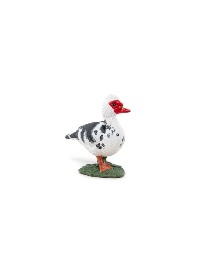 Farm - Domestic Muscovy Duck (51189)