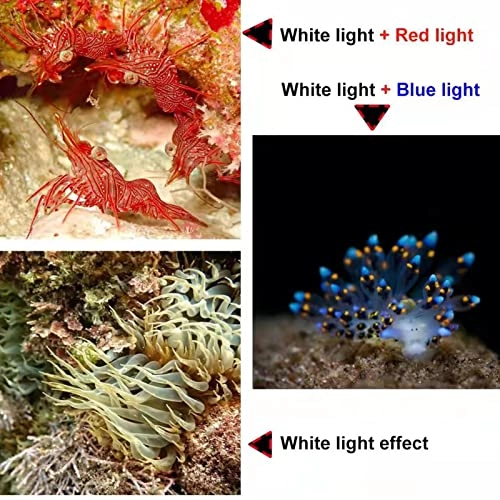 Diving Flashlight - 120°