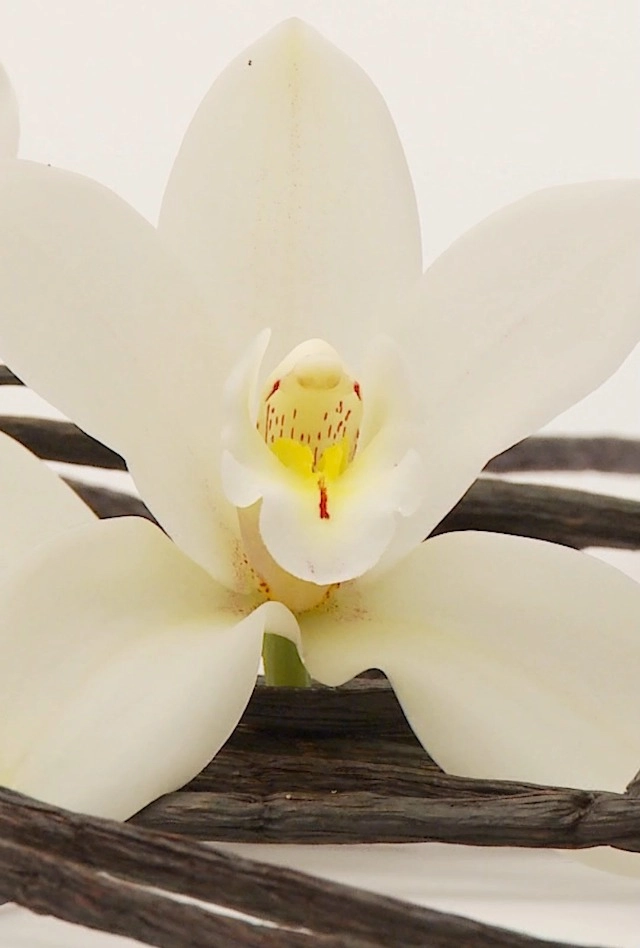 Mayar Eau de Parfum 100 ml