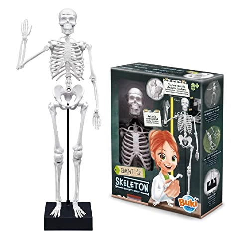 Skeleton Science Kit - anatomy