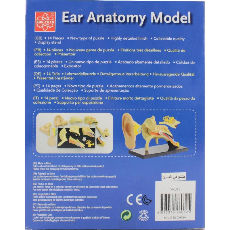 Ear Anatomy Model - Science - Anatomy - 8 years+