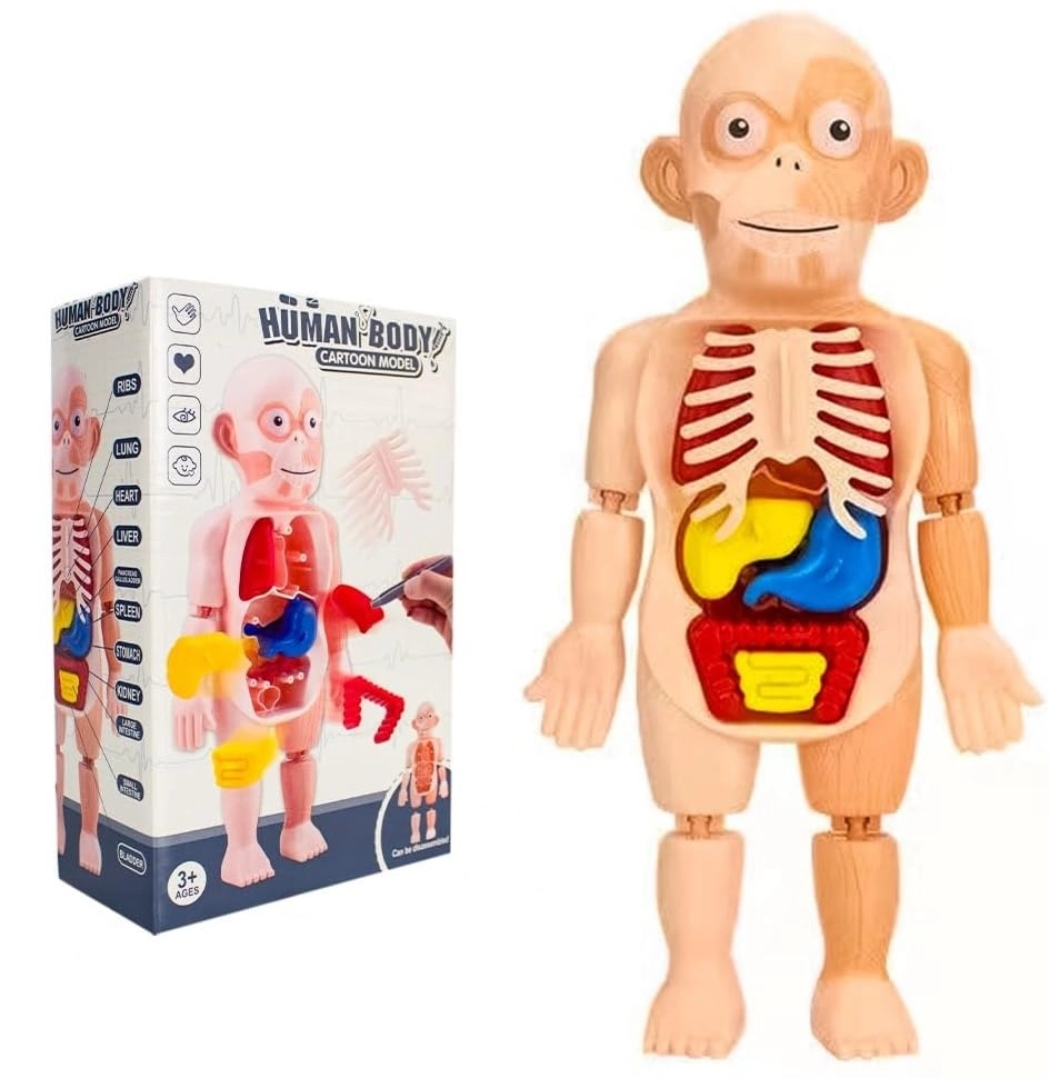 UKR Human Body Model Anatomy - 3 years+ 13 pieces
