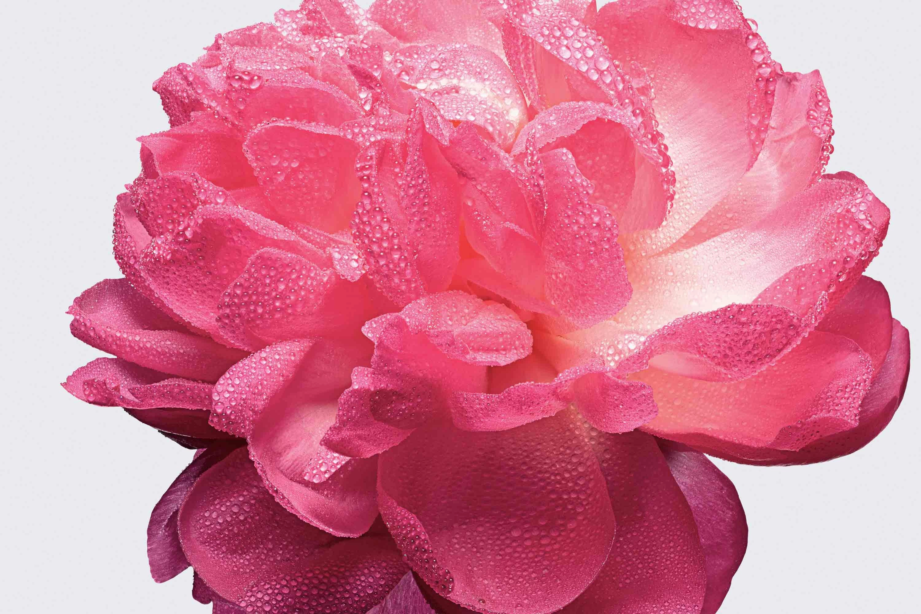 Absolutely Blooming Eau de Parfum 50 ml