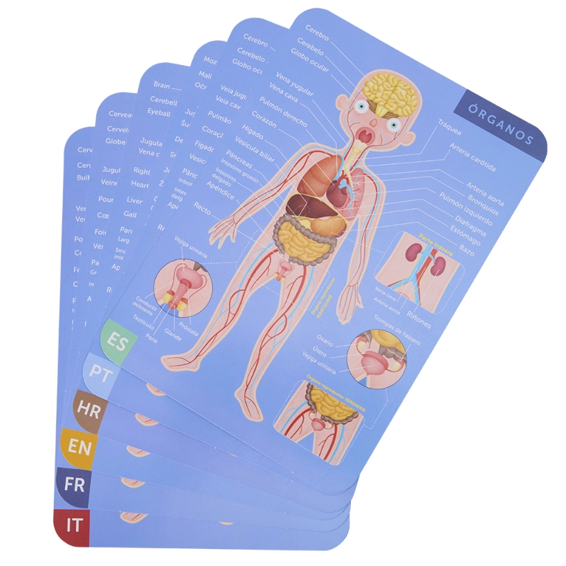 Human Body Magnetic Puzzle - 7+ 100 pieces