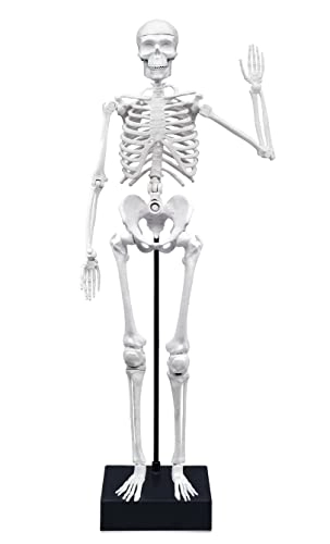 Skeleton Science Kit - anatomy