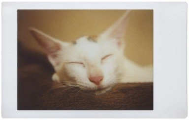 li150lux - Instant Compact