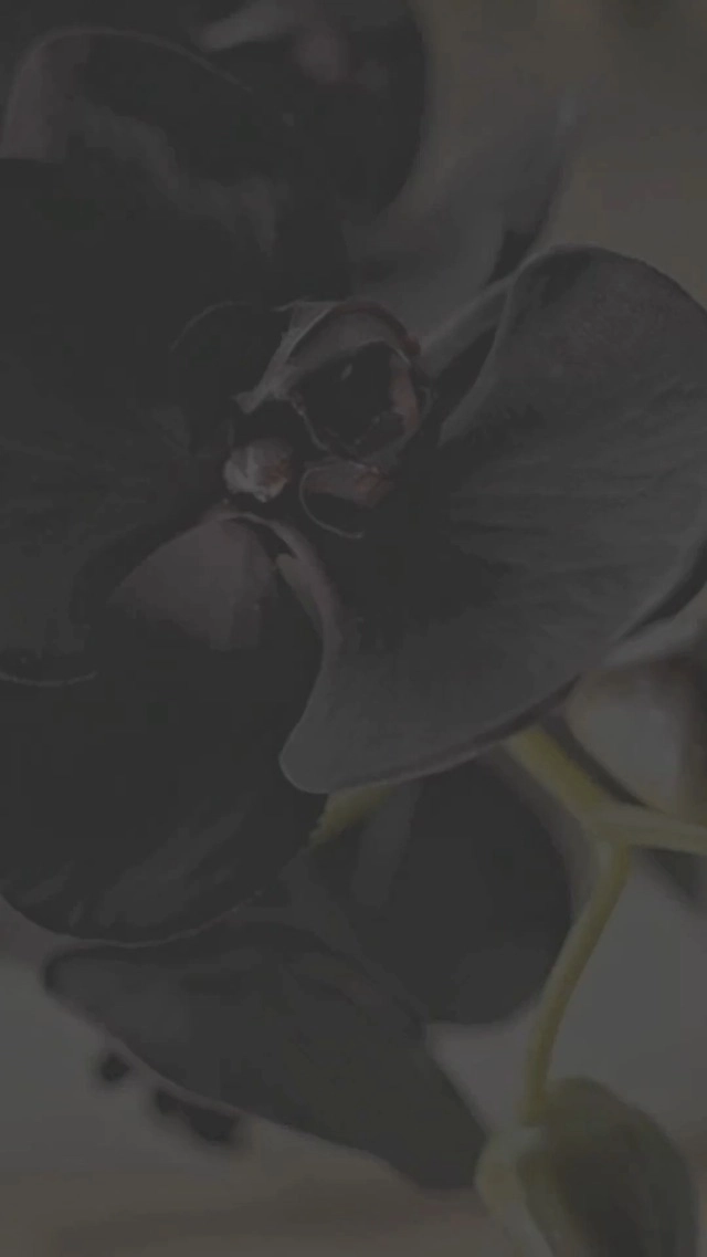 Suger Retro Diva Eau de Parfum 100ml