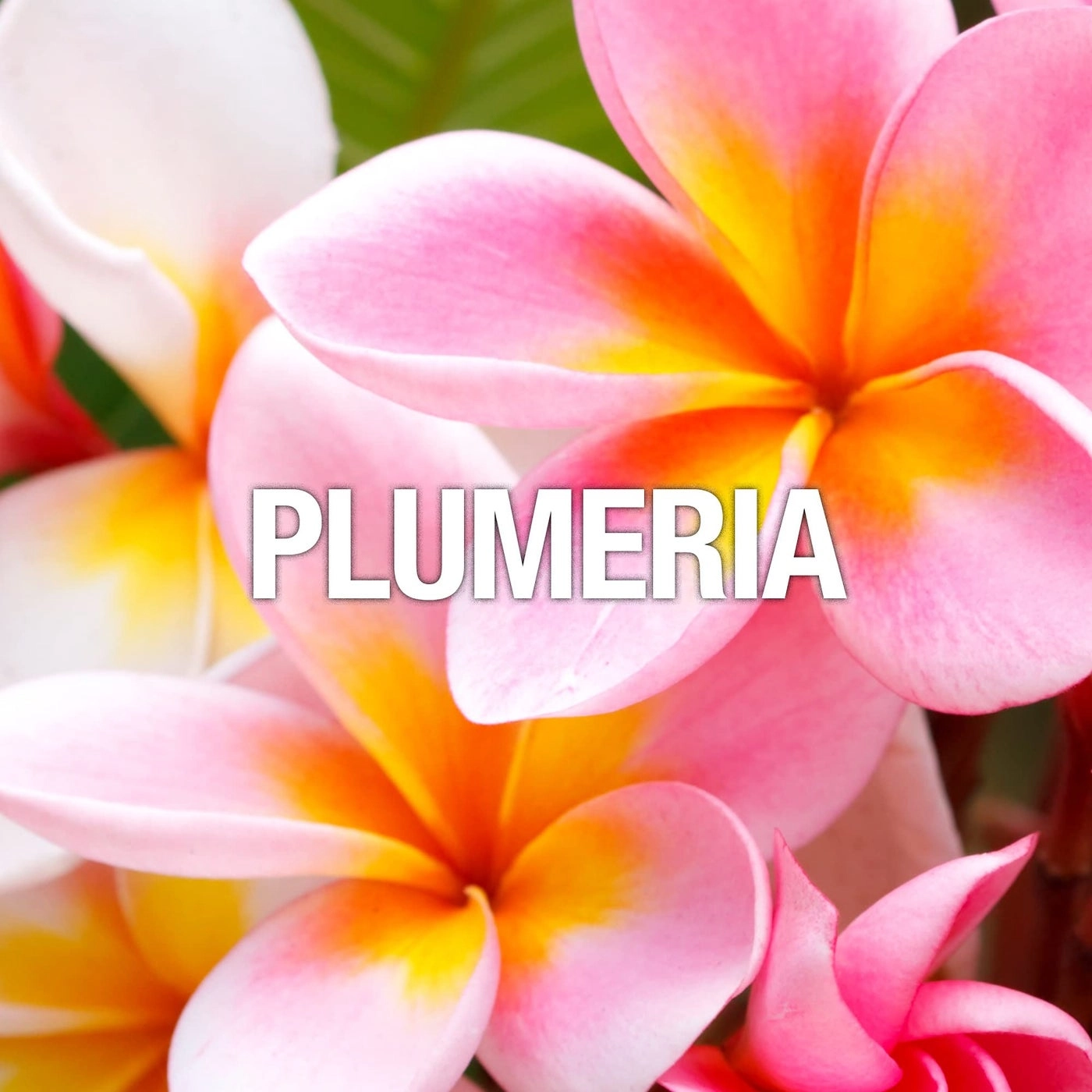 Wave Eau de Toilette 100 ml