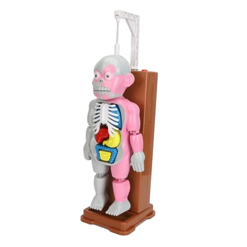 Human Body Anatomy Toy - 6 years and above
