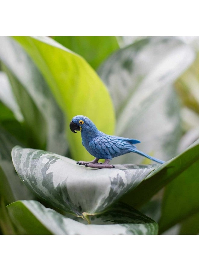 Bird - Hyacinth Macaw
