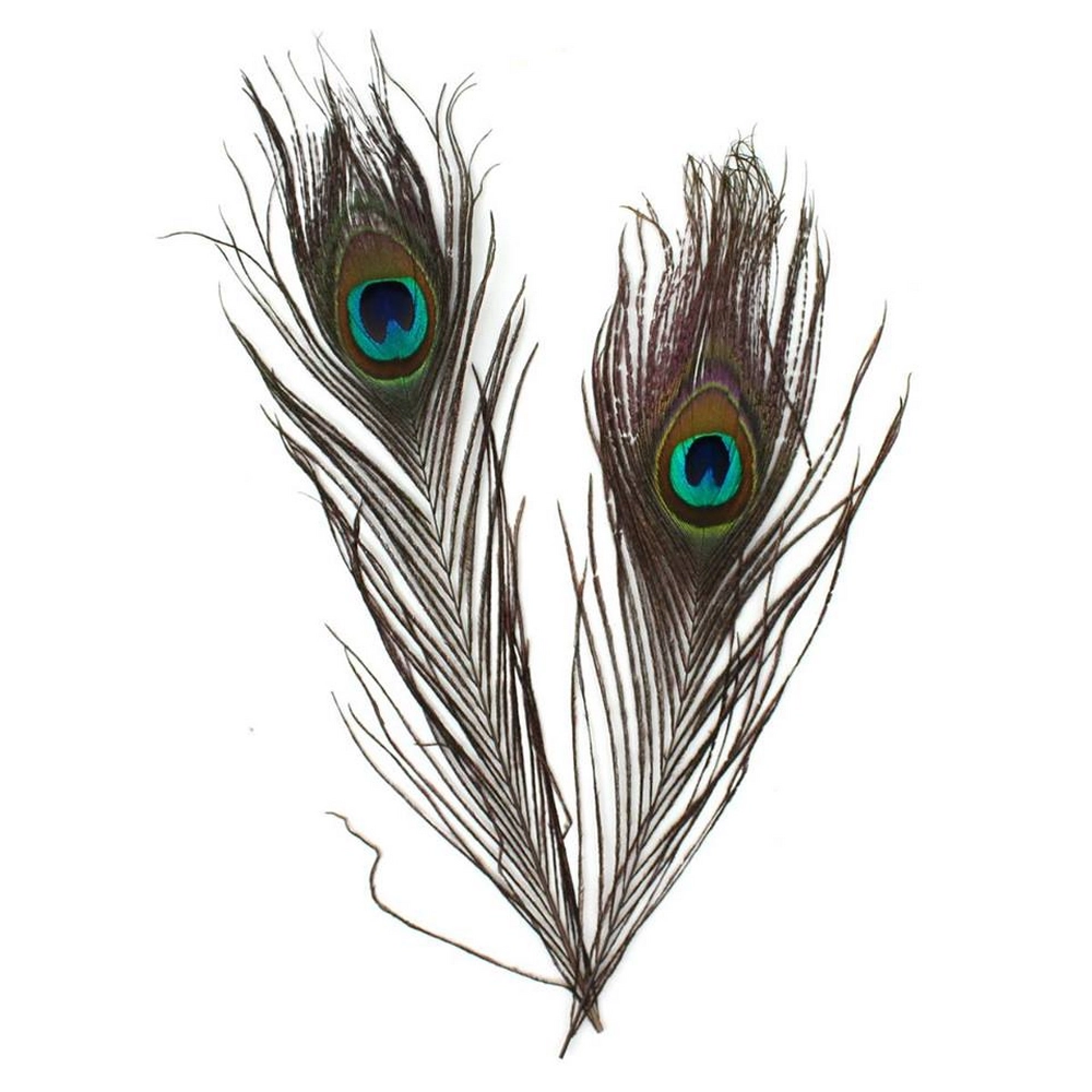 Mindset Peacock Tail Feather - 2pcs