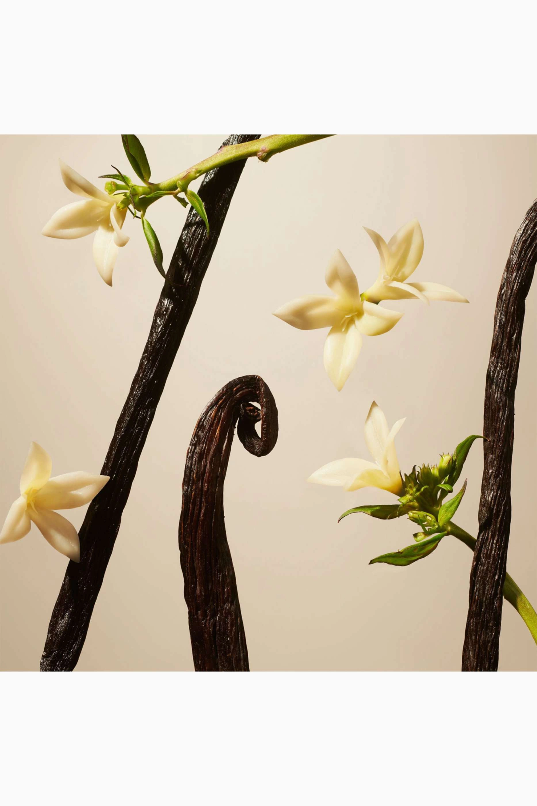 Private Collection Suede Vanilla Car Perfume - 2 piece(s)