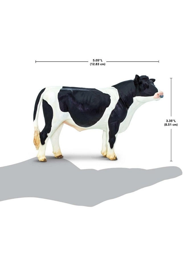 Holstein Bull