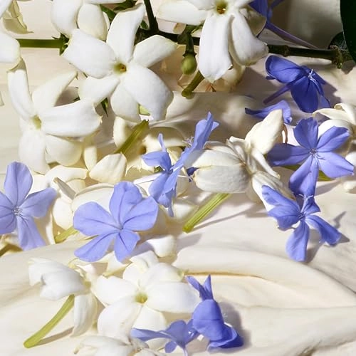 Dolce Blue Jasmine - Eau de Parfum 75 ml
