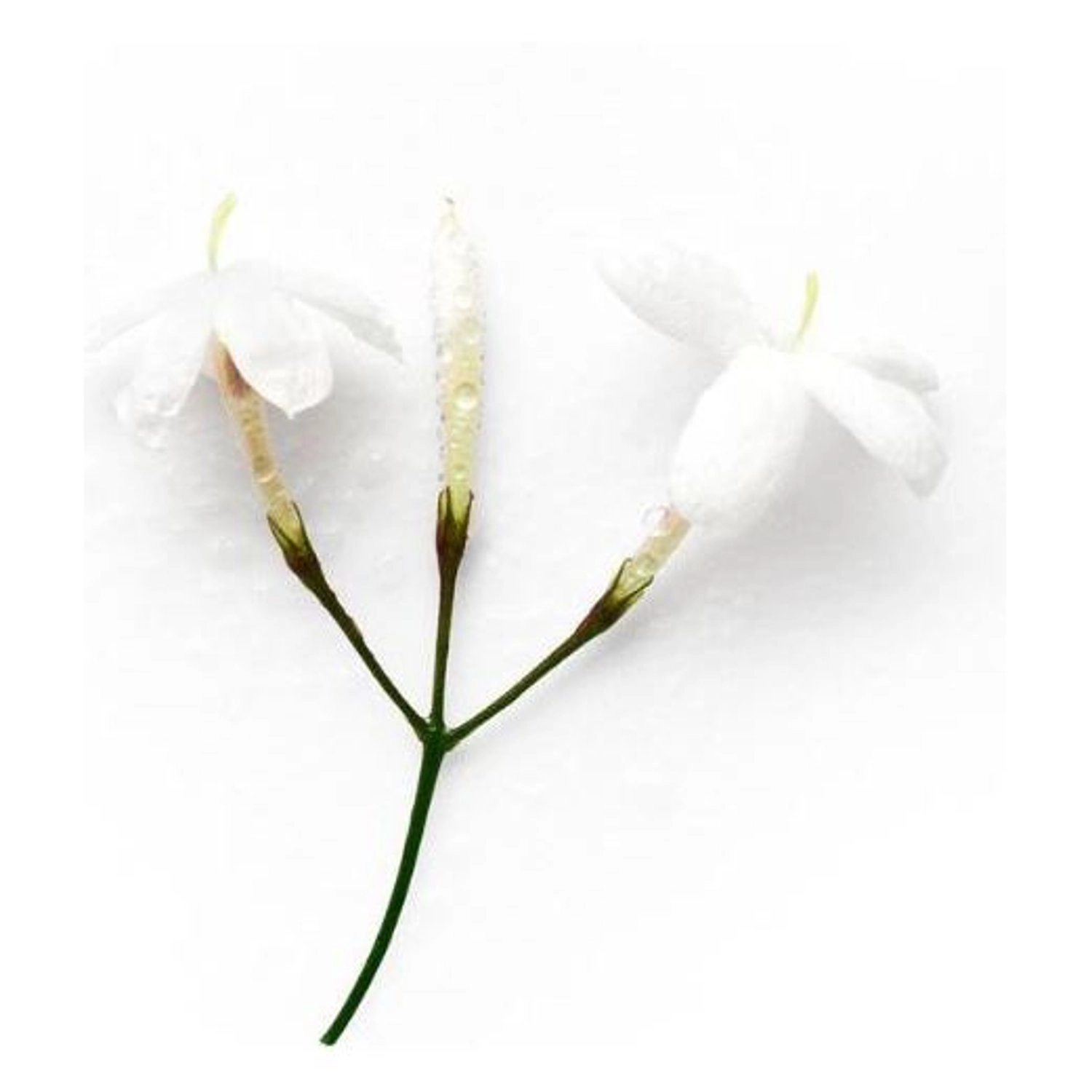 Acqua Di Gio Ia Eau de Parfum 100 ml