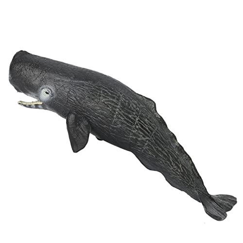 Sperm Whale Animal Model - 18 months - 3 years