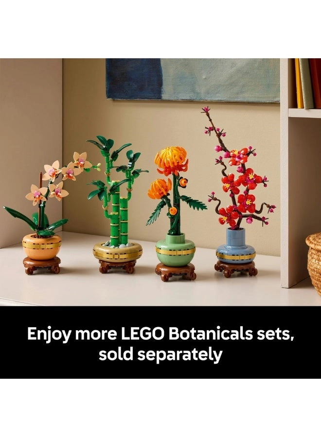 Lucky Bamboo (10344) - Botanicals