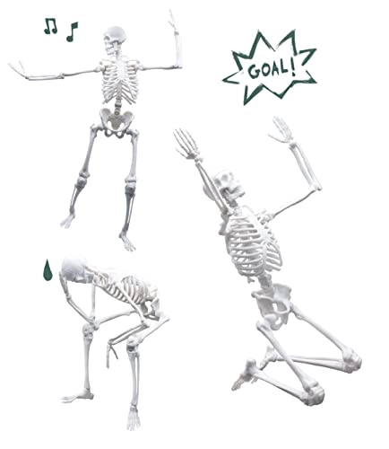 Skeleton Science Kit - anatomy