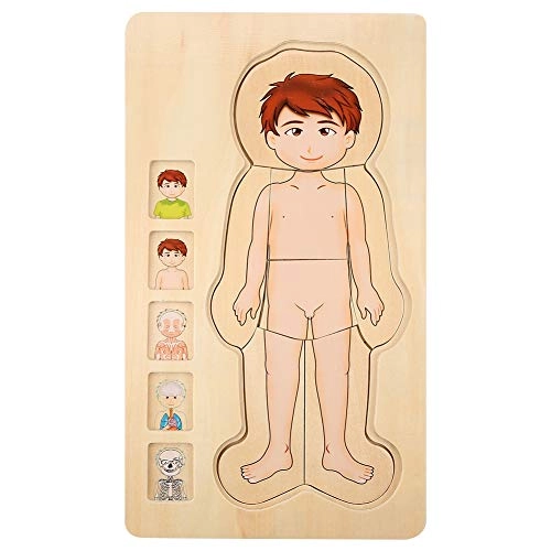 Human Body Structure Multilayer Brick Toy - 1 piece
