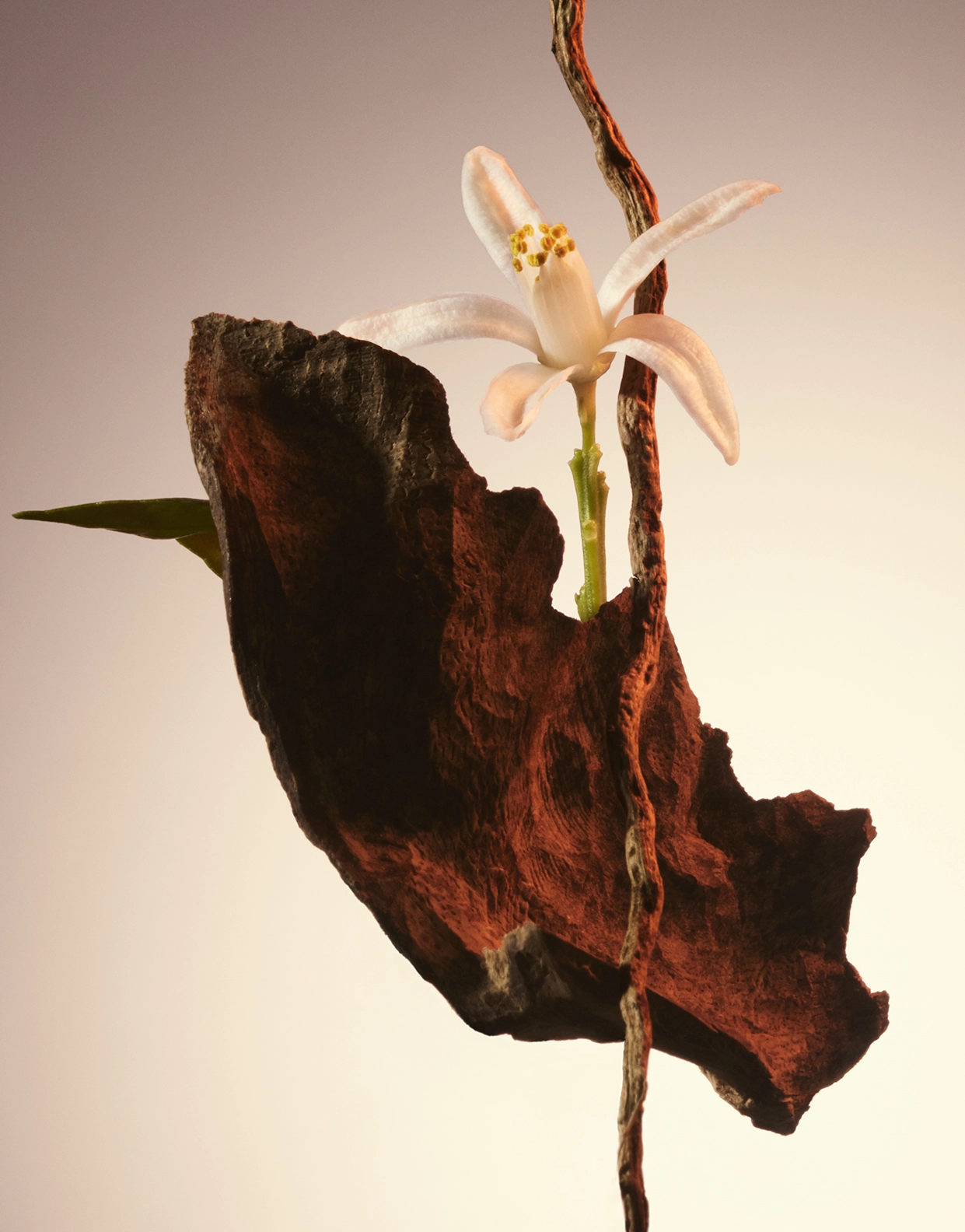 The Scent Eau de Parfum 50ml