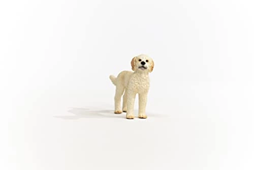 Golden Doodle - 3 yr(s)