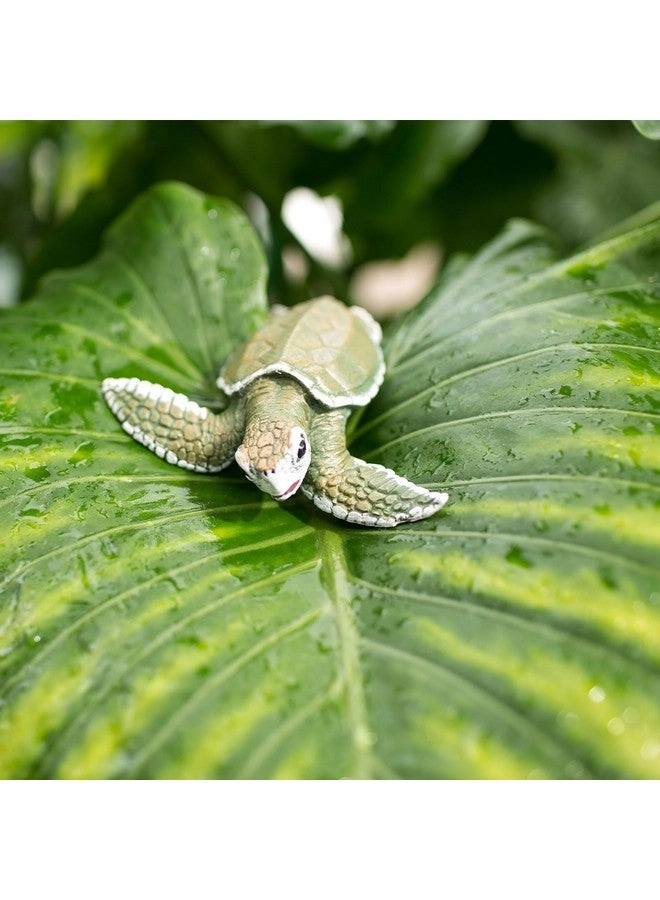 Kemp's Ridley Sea Turtle