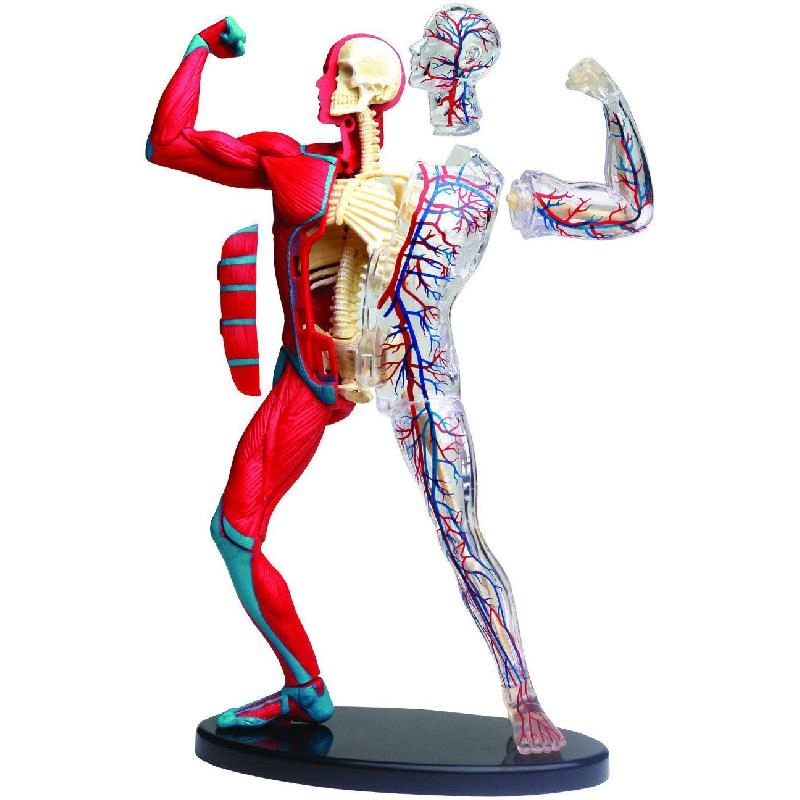 Edu-Toys Muscle & Skeleton Anatomy Model, Science - Anatomy - 8 years+