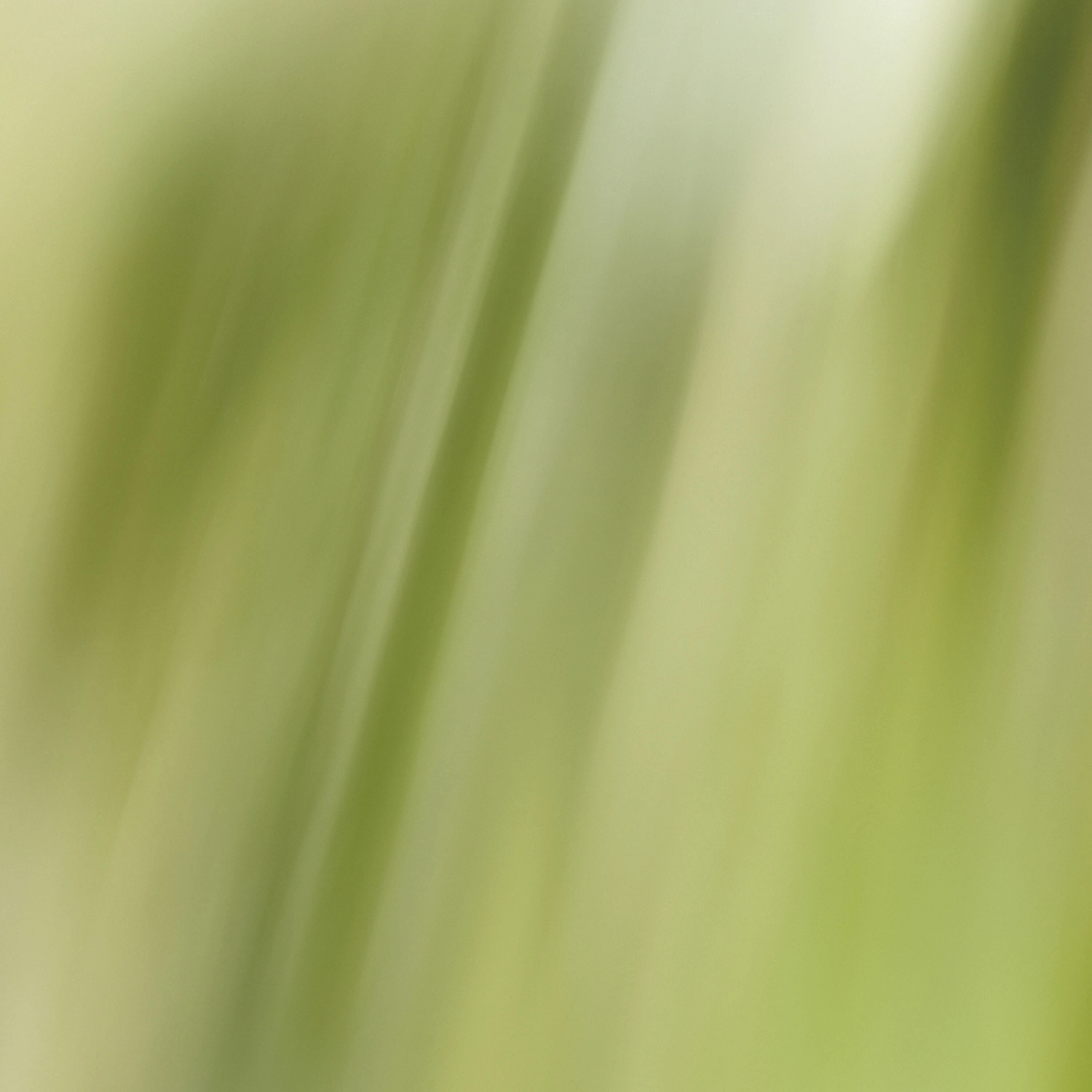 L'Eau Rêvée d'Alma Eau de Toilette 100ml