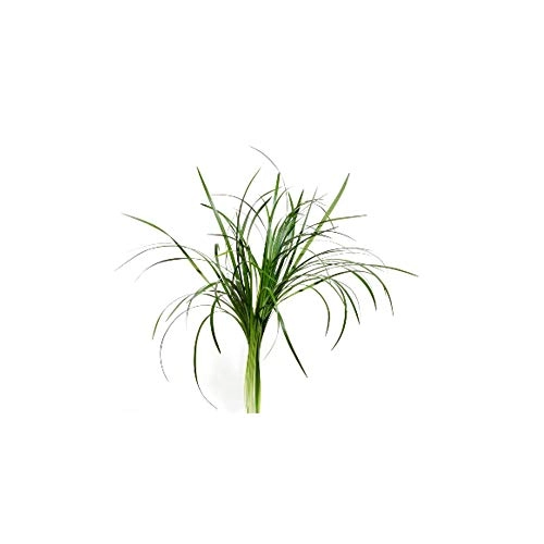Rain Day Eau de Parfum 10 ml
